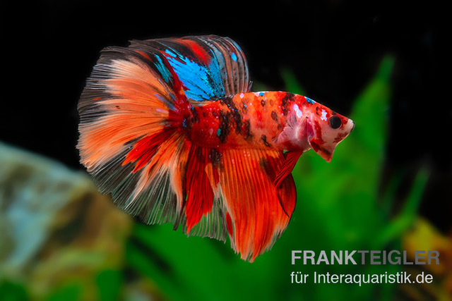 Halfmoon Kampffisch Nemo, Betta splendens, Weiblich