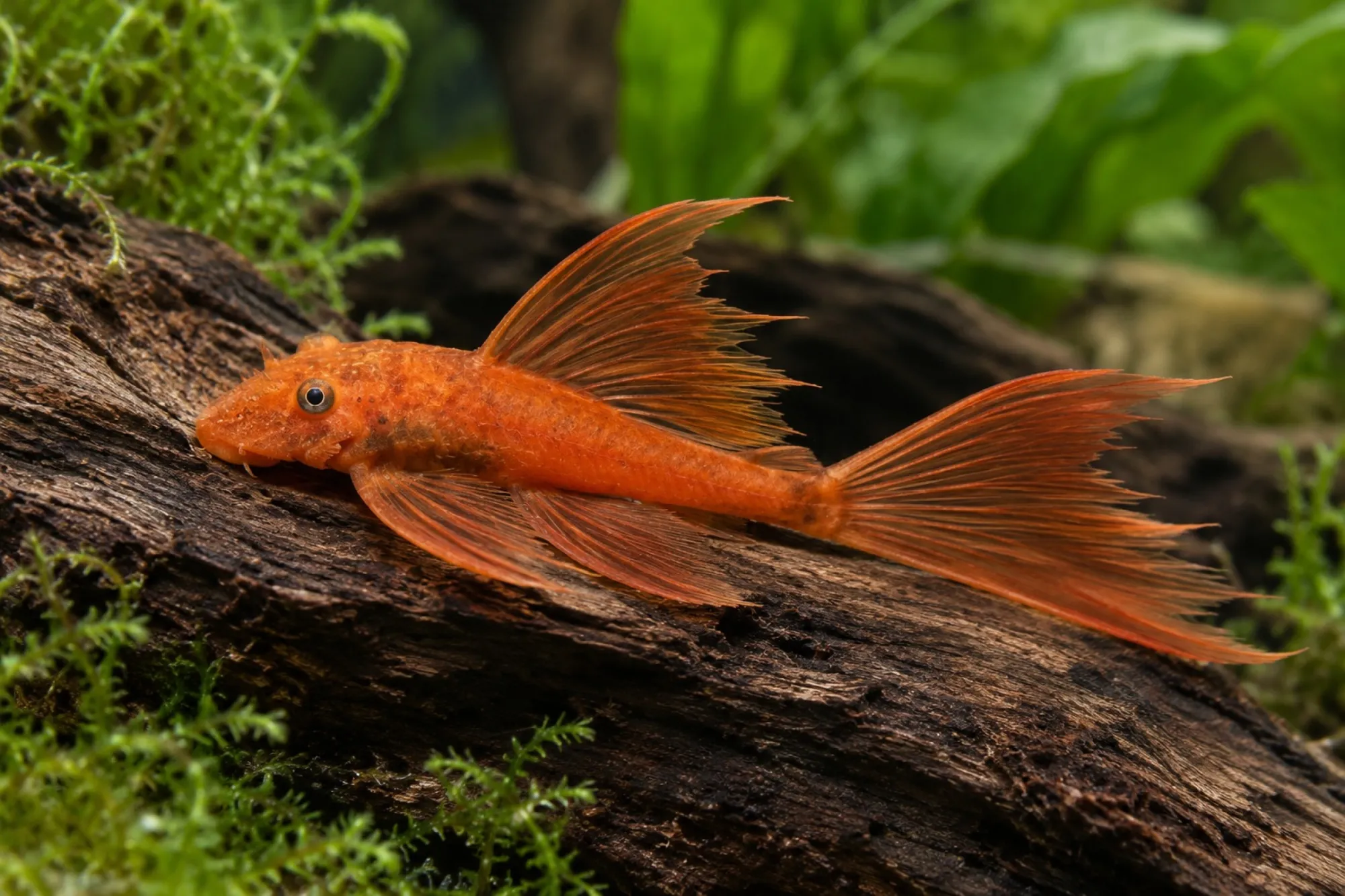 Super-Red-Longfin-Antennenwels, Ancistrus sp.