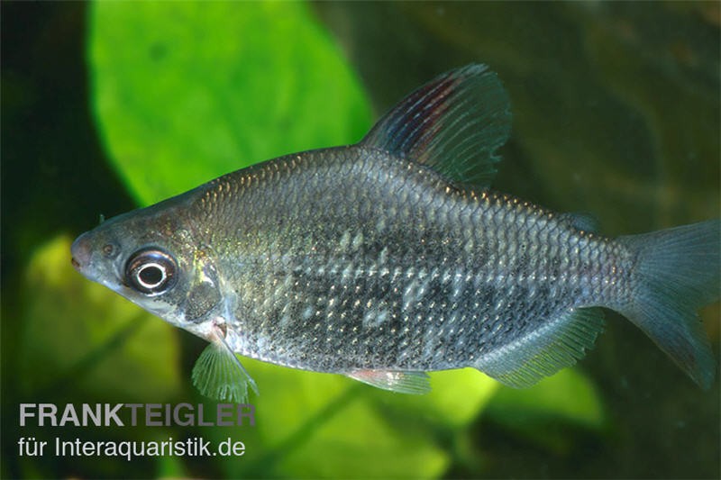 Rotflossen-Distichodus, Distichodus affinis