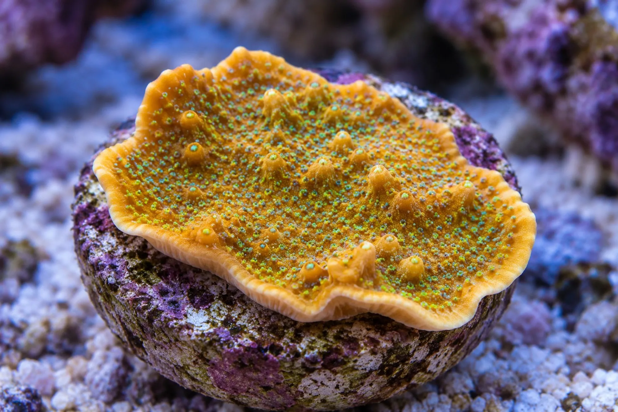 Montipora-Steinkoralle „Beach Bum“ (Nachzucht), Montipora danae, Größe S–M