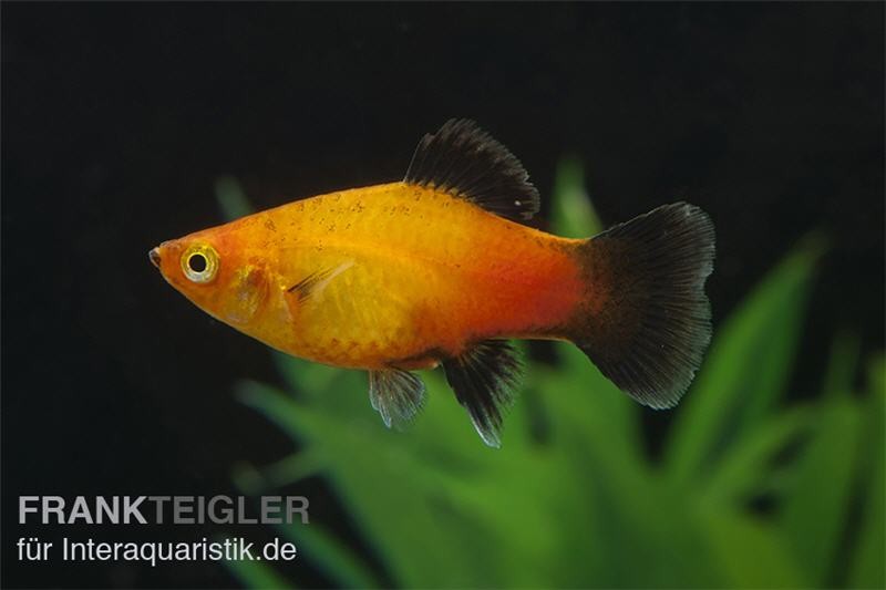 Deutschland (Sunset Wagtail) Platy, Xiphophorus maculatus