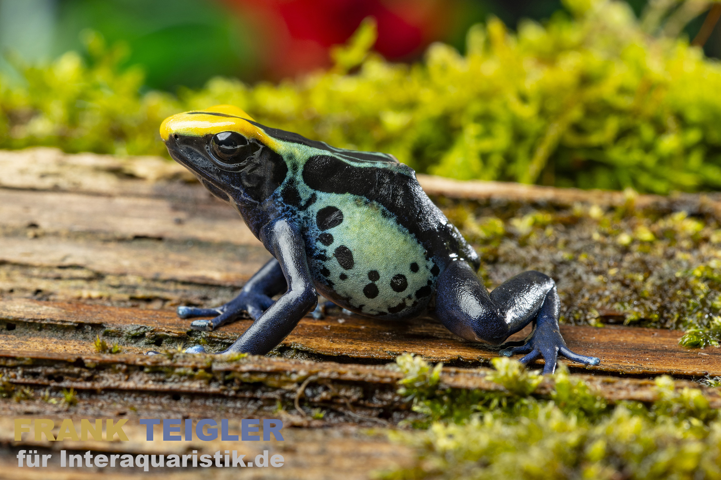 Färberfrosch Robertus, Dendrobates tinctorius