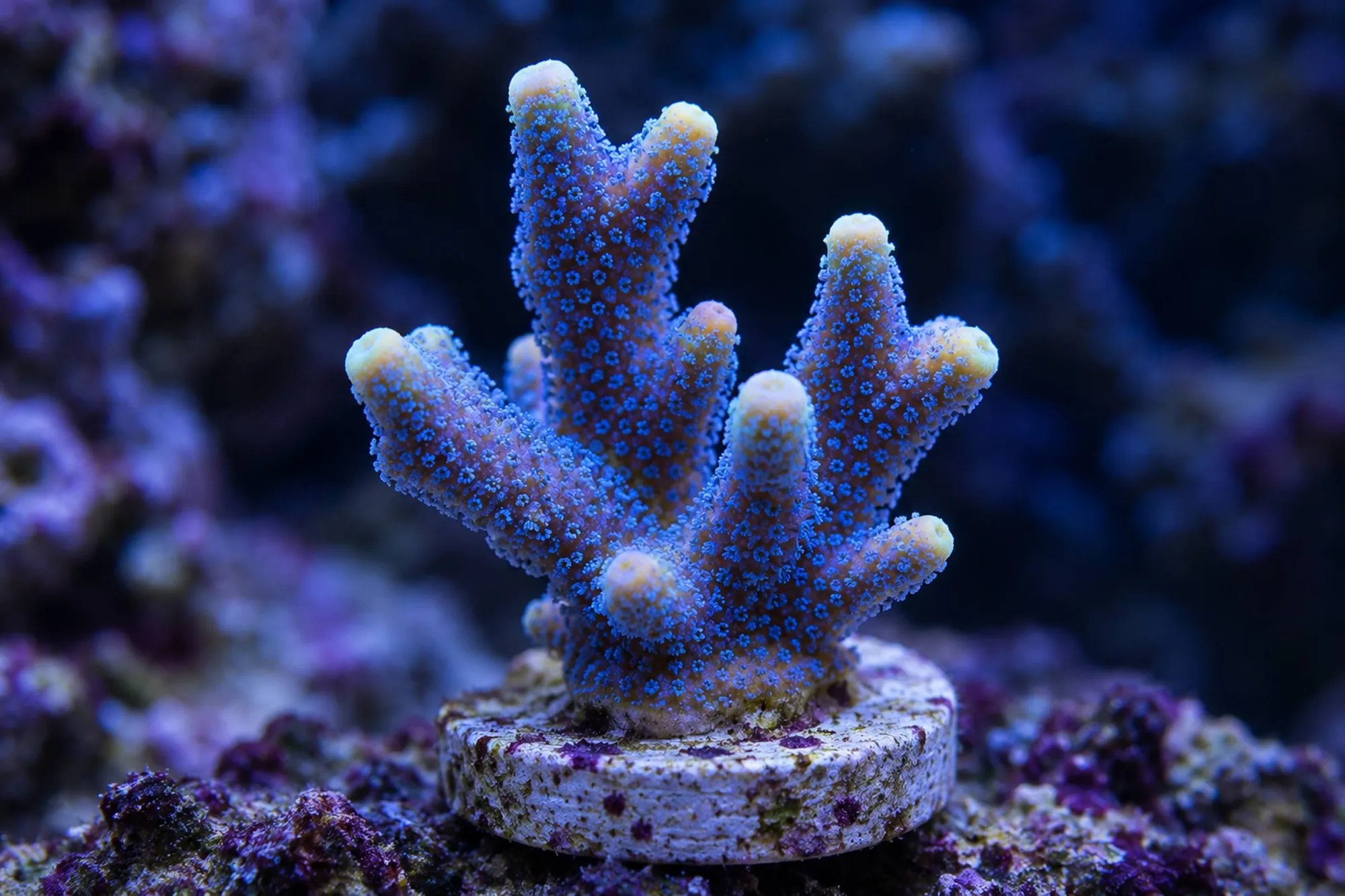Montipora-Steinkoralle „Blau“ (Nachzucht), Montipora digitata, Größe S–M