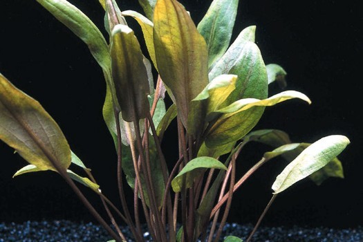 Großer Brauner Wasserkelch, Cryptocoryne wendtii "Mi Oya", im Topf