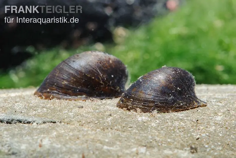 Turtle Snail, Neritina spec.
