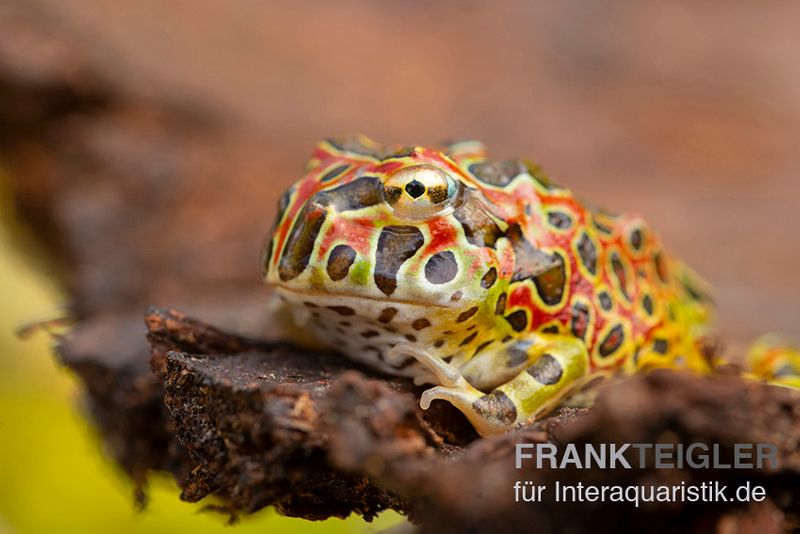 Argentinischer Schmuckhornfrosch (rot), Ceratophrys ornata