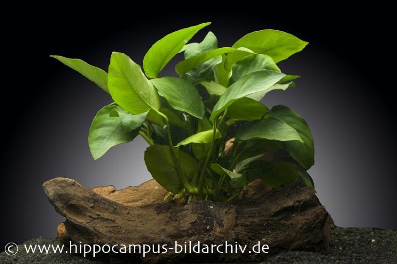 Zwergspeerblatt, Anubias nana, im Topf