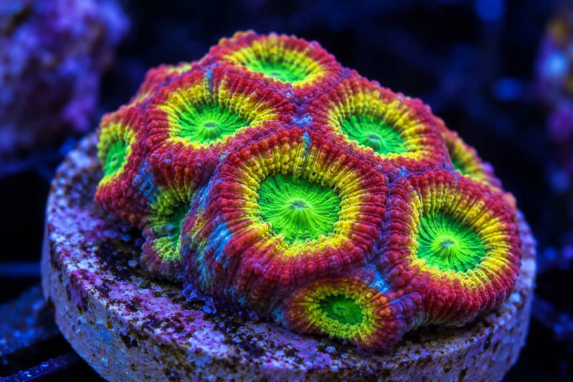 Hirnkoralle „Day Glow“ (Nachzucht), Favia spec., Größe S–M