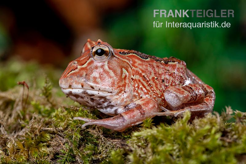 Fantasy Pacman Frog rot, Ceratophrys cornuta x Ceratophrys cranwelli