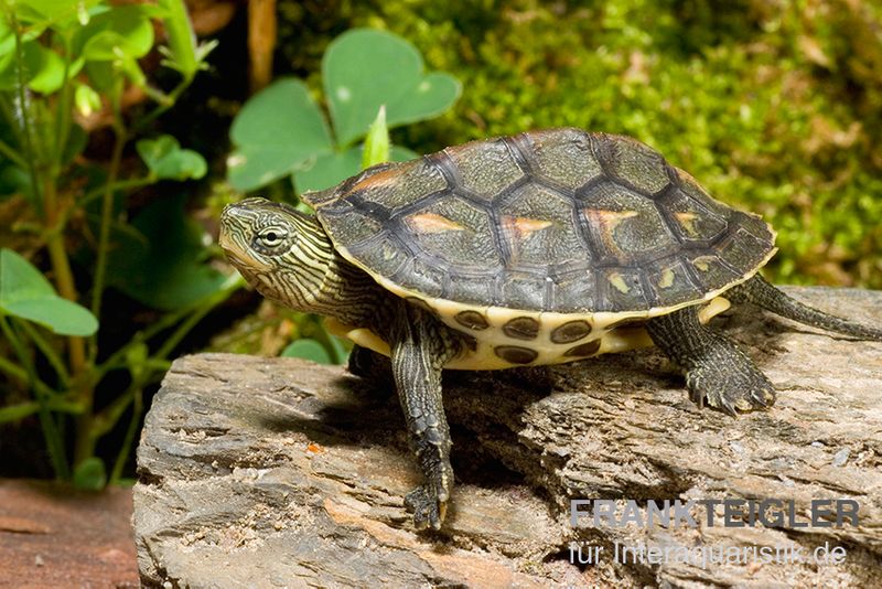 Chinesische Streifenschildkröte, Mauremys sinensis