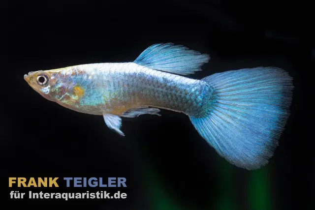 Guppy neonblau, Poecilia reticulata, paarweise