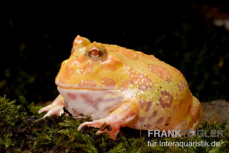 Aprikosefarbener Albino Pacman-Frog, Ceratophrys cranwelli apricot