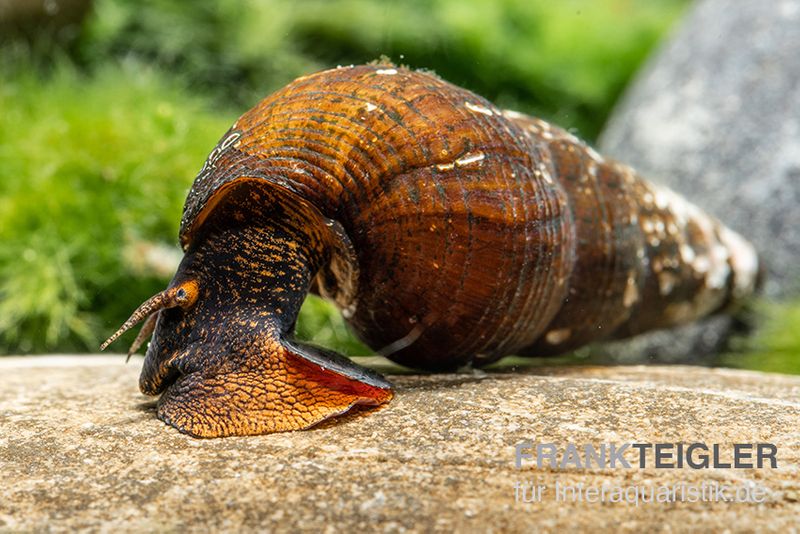 Feuerfuß Tylomelania, Tylomelania sp. Orange Rabbit