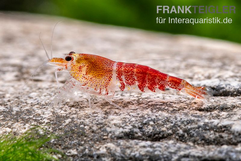 Super Crystal Red Garnele, Caridina logemani