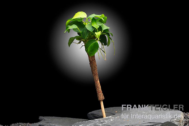 Bonsai-Speerblatt, Anubias nana "Bonsai" mit Bonsai-Palme