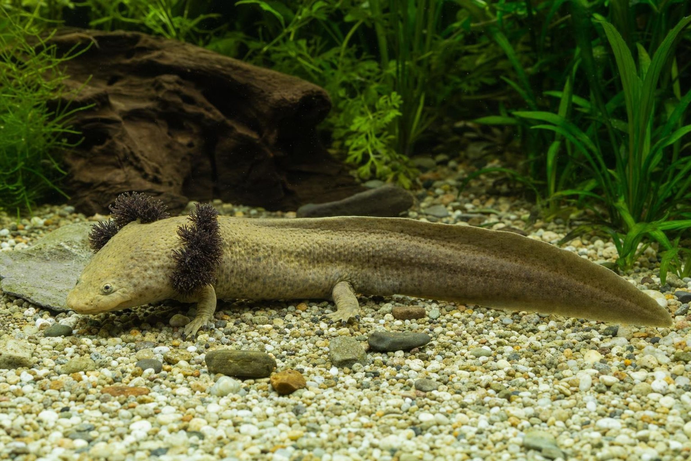 Pátzcuaro-Querzahnmolch, Ambystoma dumerilii