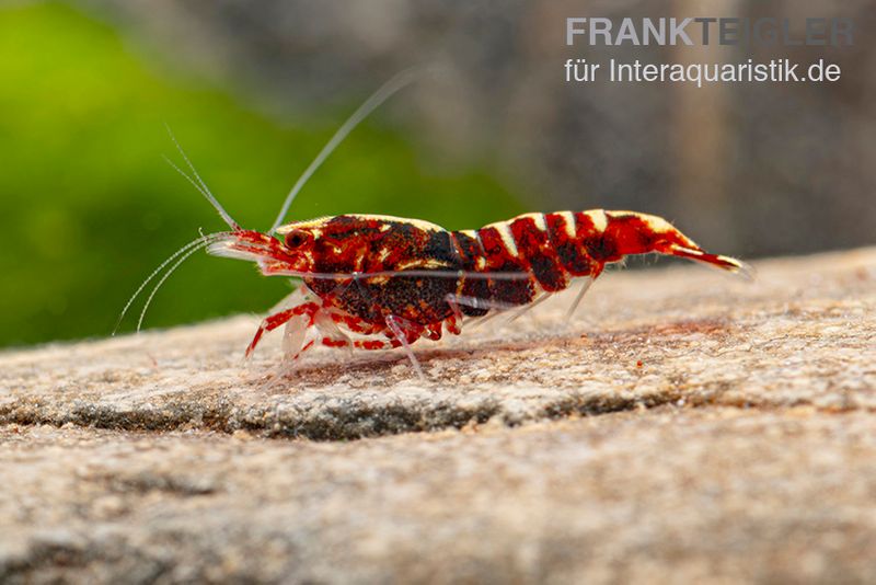 Red Galaxy Garnele Mix, Caridina spec. "Red Galaxy"