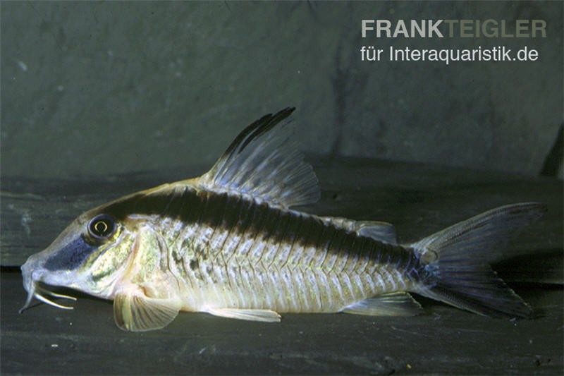 Narziss-Panzerwels, Corydoras narcissus