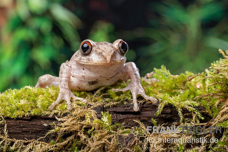 Brauner Waldsteiger, Leptopelis millsoni