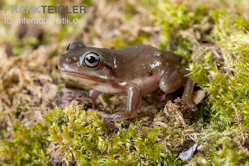 Blauer Korallenfinger-Laubfrosch,  Litoria caerulea