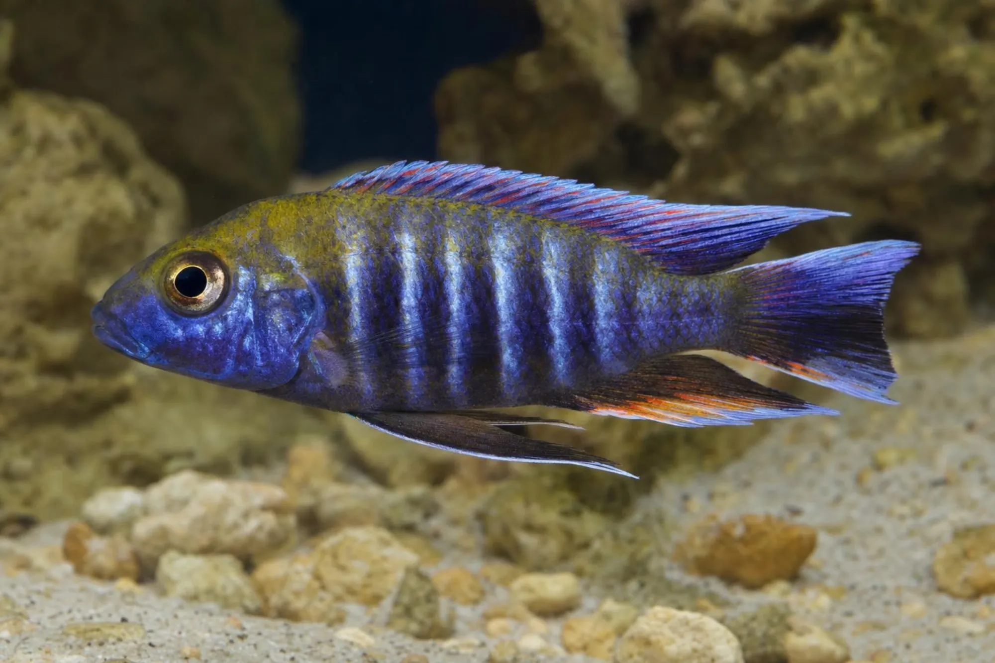 Freibergs Labidochromis, Labidochromis freibergi