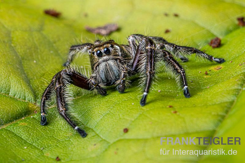 Springspinne, Hyllus diardi, paarpreisx2