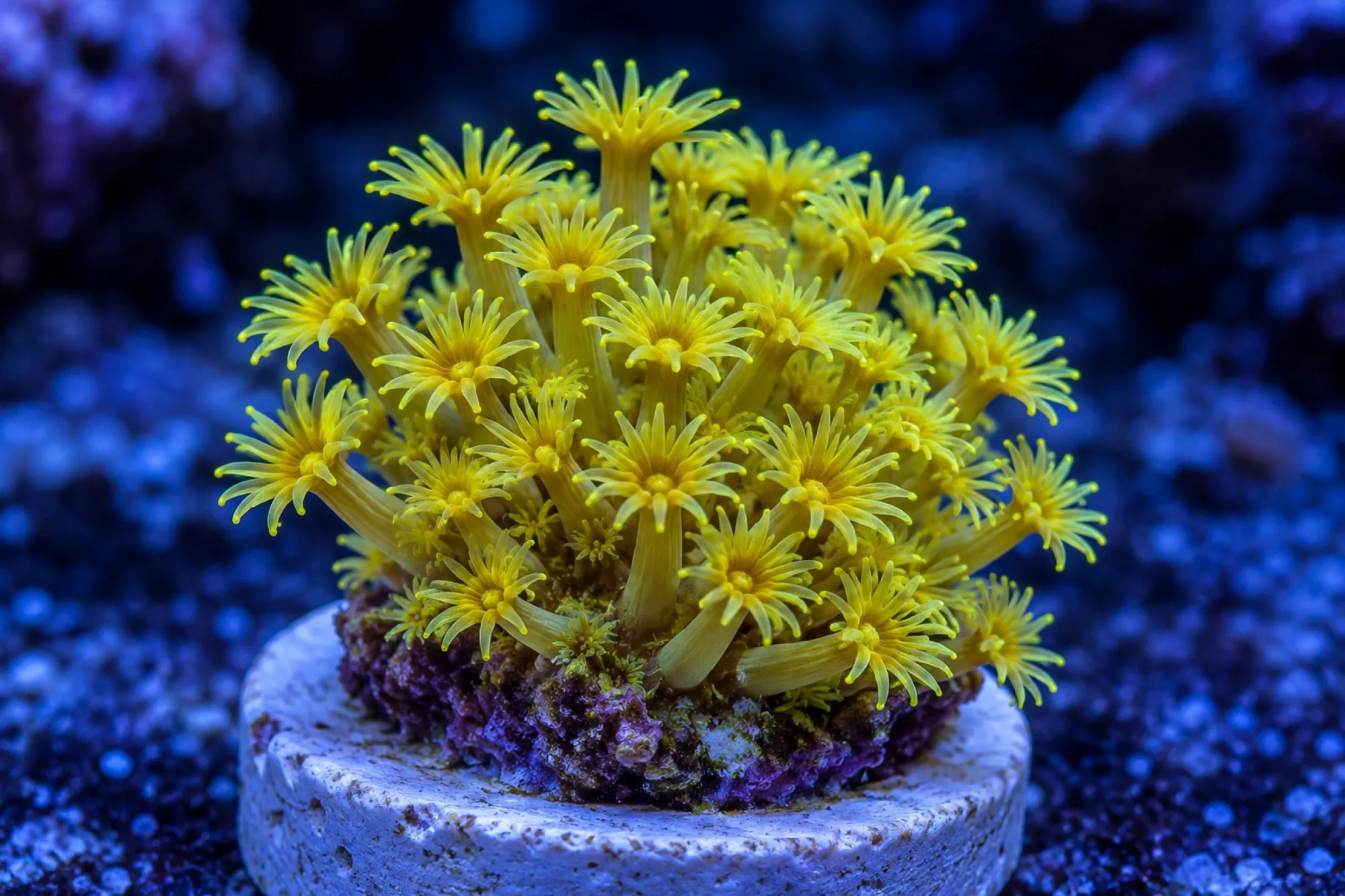 Margeritenkoralle „Golden Nugget“ (Nachzucht), Bernardpora stutchburyi, Größe S–M