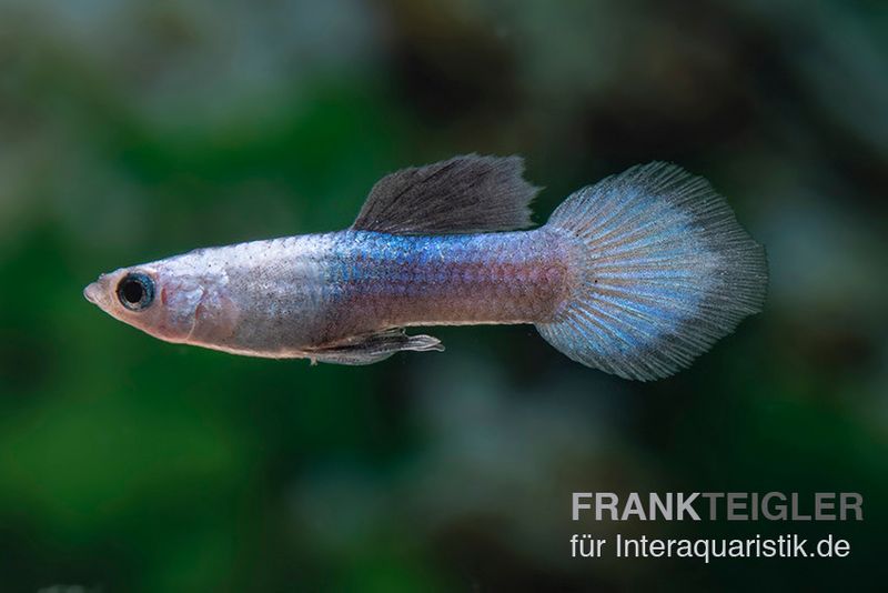 Panda Guppy, Poecilia reticulata, Männchen