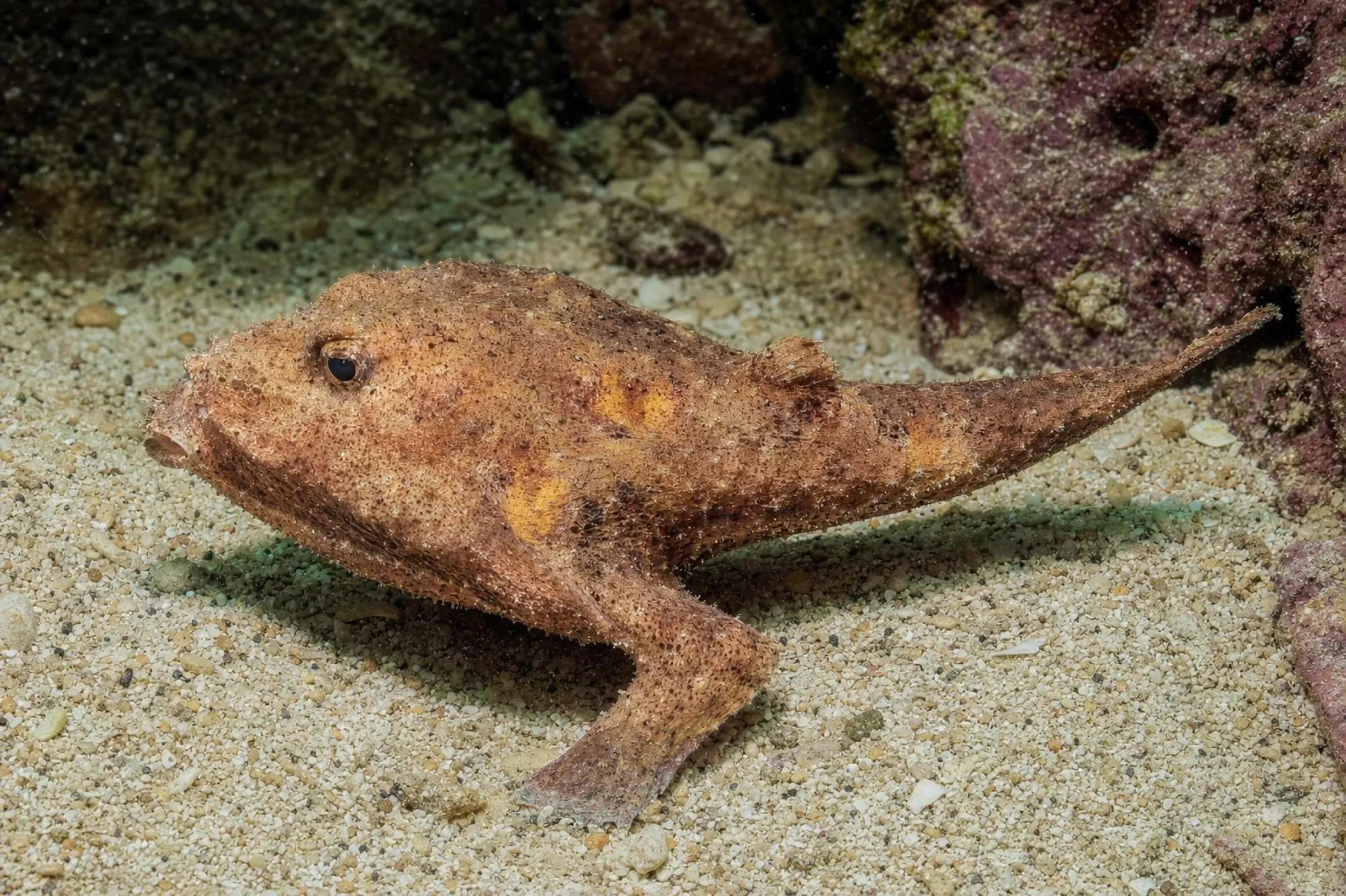 Karibische Seefledermaus, Ogcocephalus cubifrons