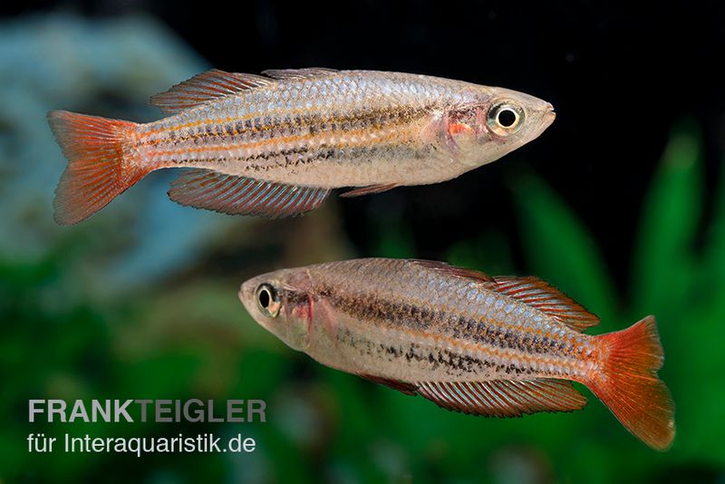 Zwergregenbogenfisch, Melanotaenia maccullochi