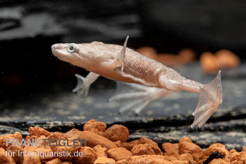 Zwergkrallenfrosch platin, Hymenochirus boettgeri platin