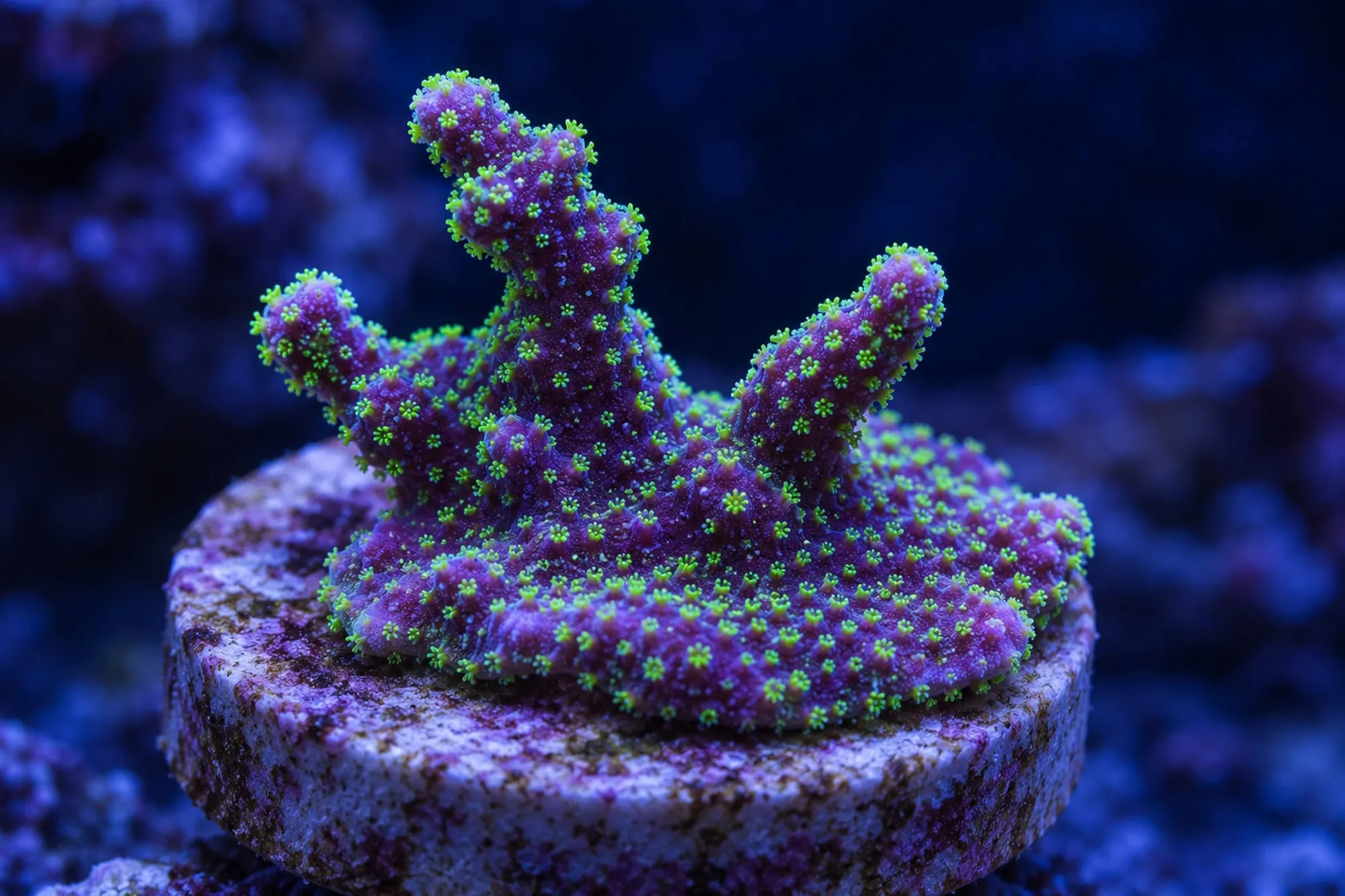 Montipora-Steinkoralle „Star Wars“ (Nachzucht), Montipora stellata, Größe S–M