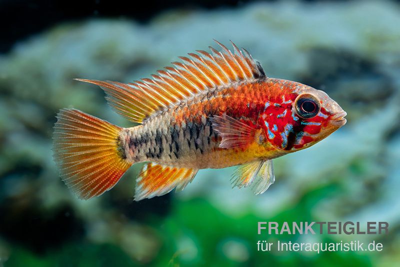 Schwarzkehlbuntbarsch Variante II, Apistogramma sp. viejita II, paarweise