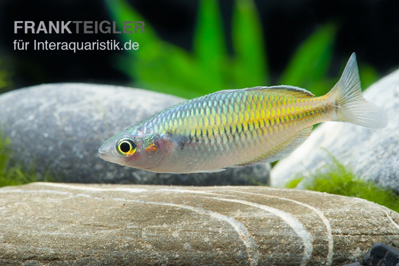 Boesemans Regenbogenfisch gelb, Melanotaenia boesemani YELLOW, 3-5 cm