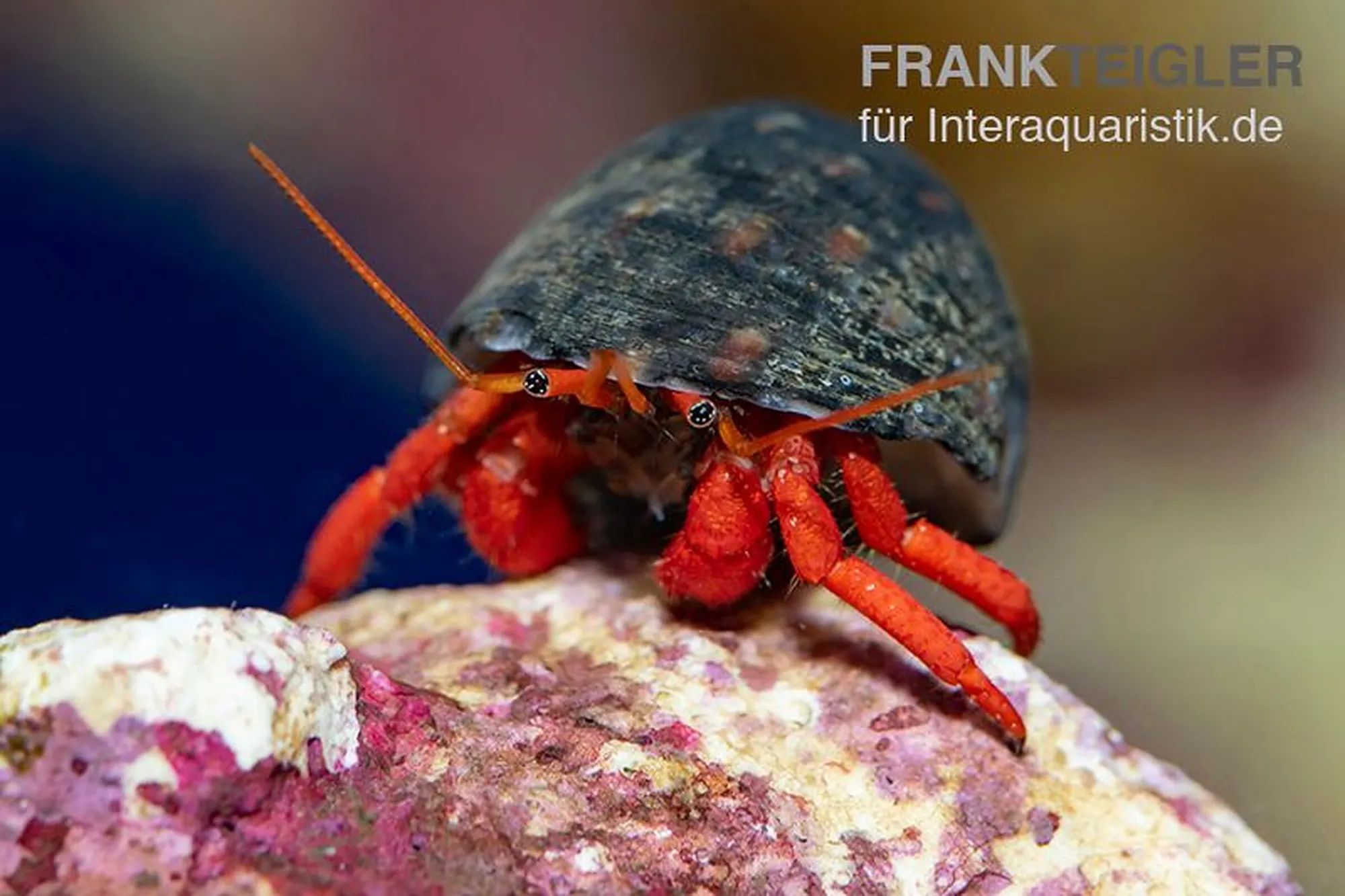 Orangeroter Einsiedlerkrebs, Clibanarius rutilus