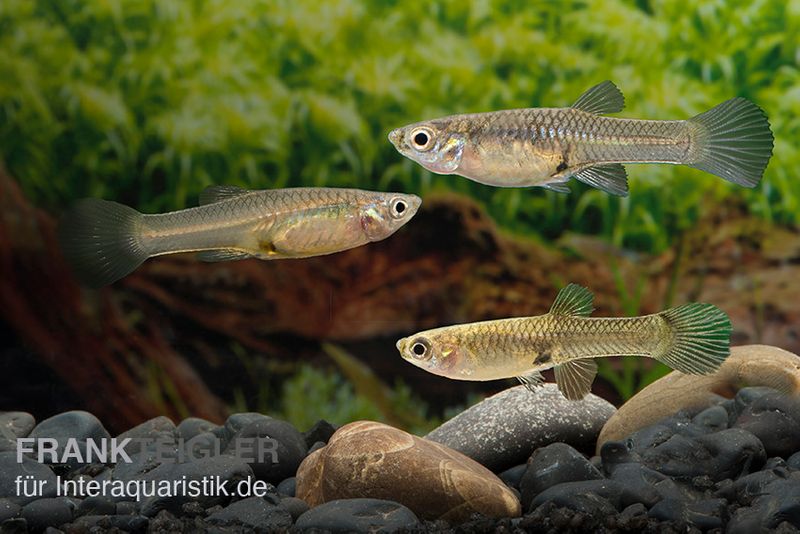 Endler-Guppy Weibchen Farbmix, Poecilia wingei