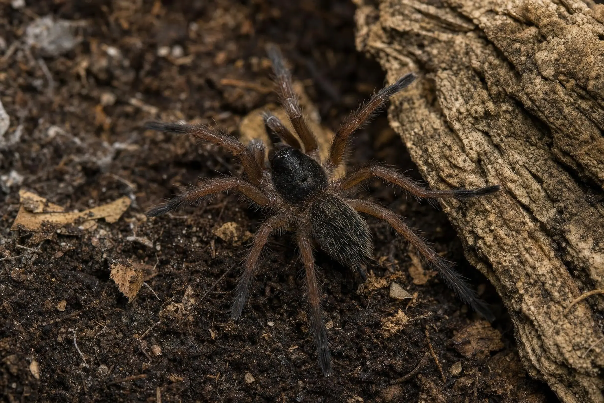 Purcells Pavianvogelspinne – DNZ-Spiderling, Harpactira baviana