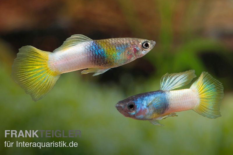 Guppy Bumble Bee, Poecilia reticulata, Guppy Männchen