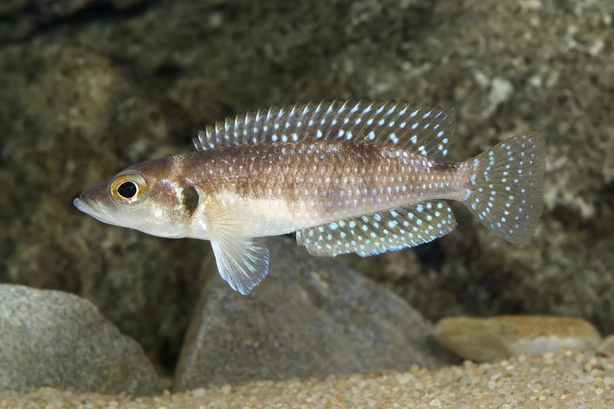 Schneckenbuntbarsch, Lamprologus stappersi