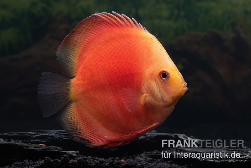 Diskusfisch ASIA-NZ, Symphysodon discus Red Velvet, 2 Zoll, 5-6 cm