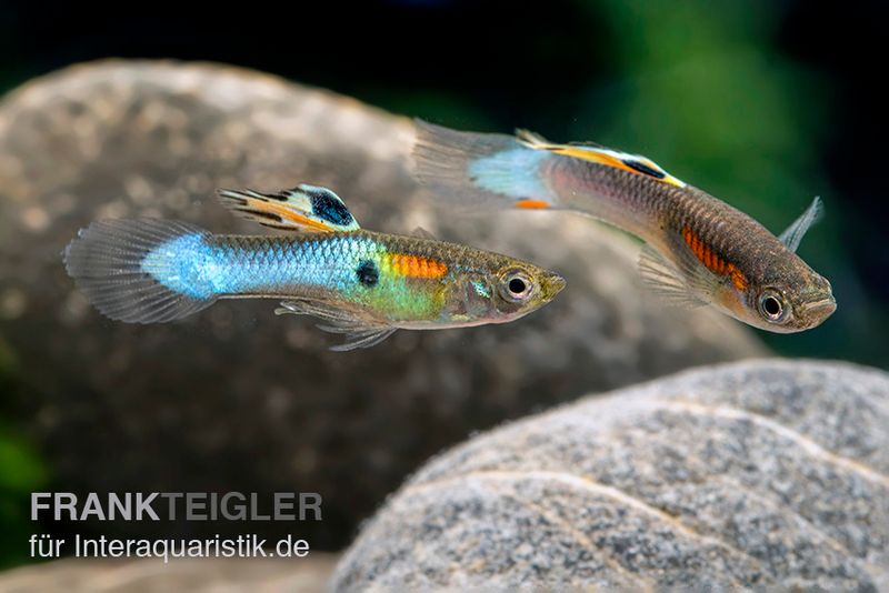 Neon Blue Endler Guppy, Poecilia wingei "Sky blue", Männchen