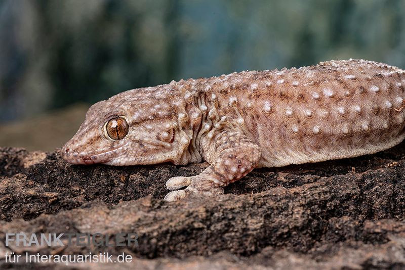 Bibrons Dickfingergecko, Chondrodactylus bibronii, Paar