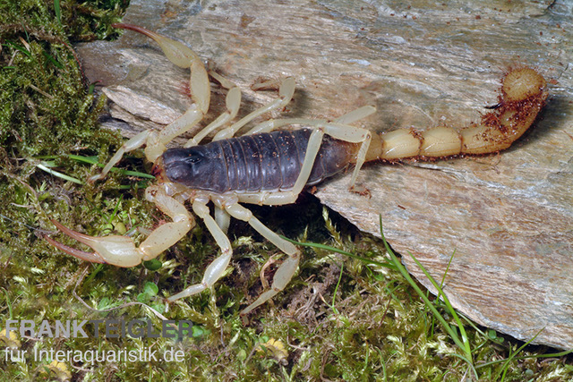 Haariger Wüstenskorpion, Hadrurus arizonensis