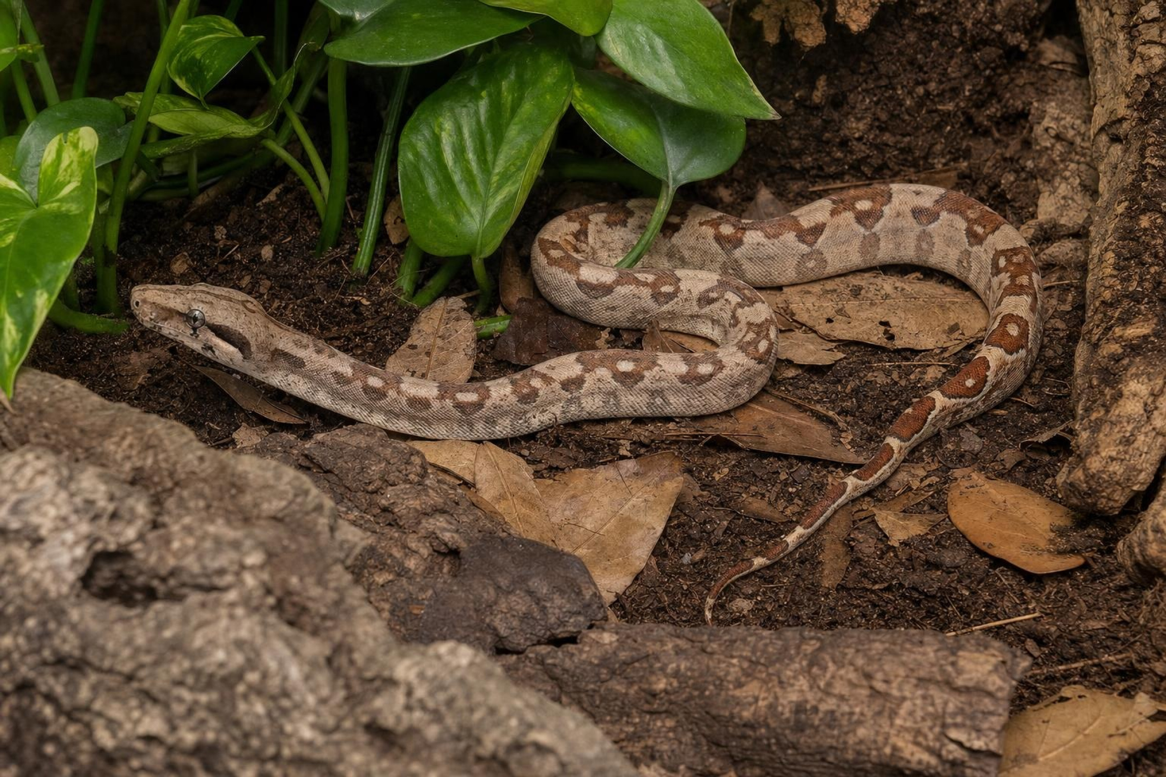 Kaiserboa „möglicherweise Aztec“, Boa c. imperator
