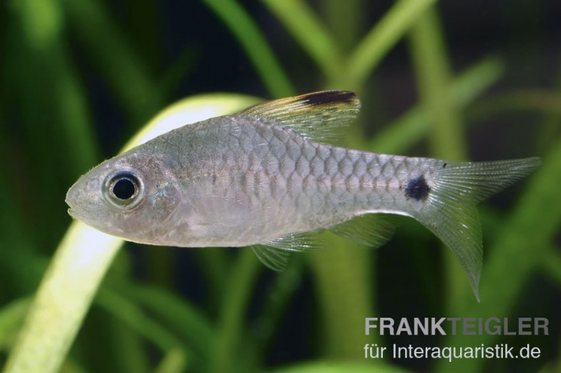 Indische Hochflossenbarbe, Oreichthys crenuchoides