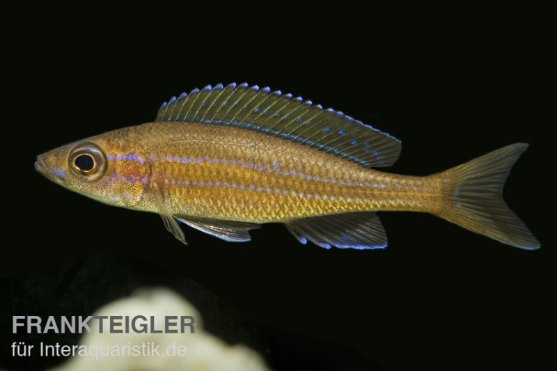 Neon-Kärpflingscichlide, Paracyprichromis nigripinnis "Blue Neon", DNZ