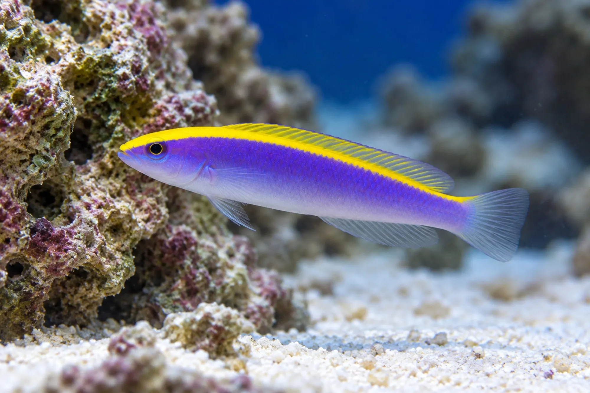 Gelbrücken-Zwergbarsch Nachzucht, Pseudochromis flavivertex