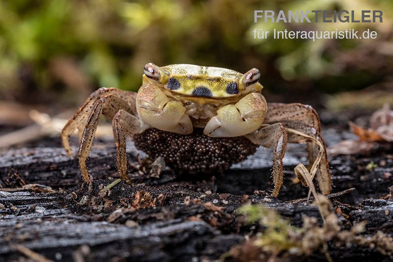 Smaragdkrabbe, Metasesarma spec. "Green Emerald" (Emerald Crab), Zufällig ausgewählt