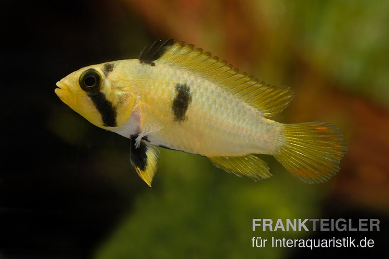 Panduros Zwergbuntbarsch, Apistogramma panduro, paarwweise