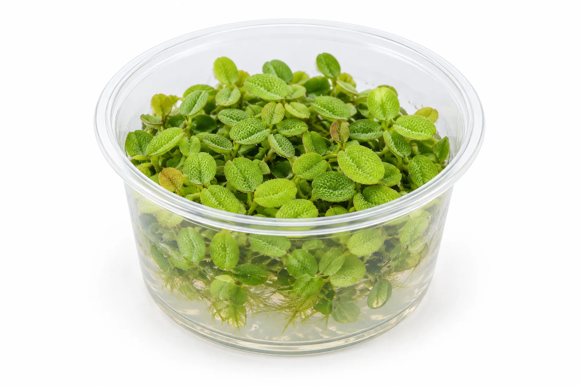 Kleinohriger Schwimmfarn mit kleinen grünen Blättern im transparenten In-vitro-Becher vor weißem Hintergrund.